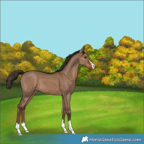 Horse Color:Liver Red Dun 