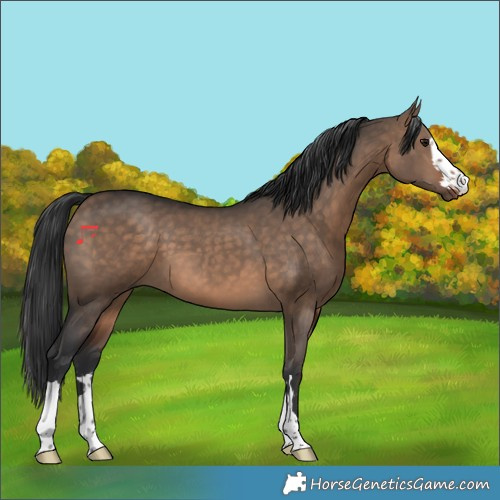 Horse Color:Brown Dun 