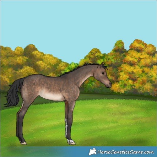 Horse Color:Brown Dun Tobiano 
