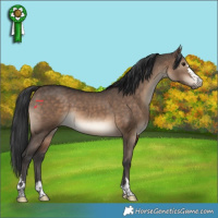 Horse Color:Brown Dun 