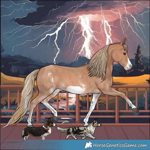Horse Color:White Spotted Chestnut Sabino Frame
