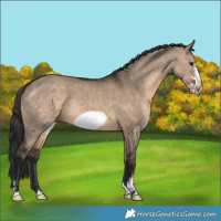 Horse Color:Brown Dun and Brown Dun Frame