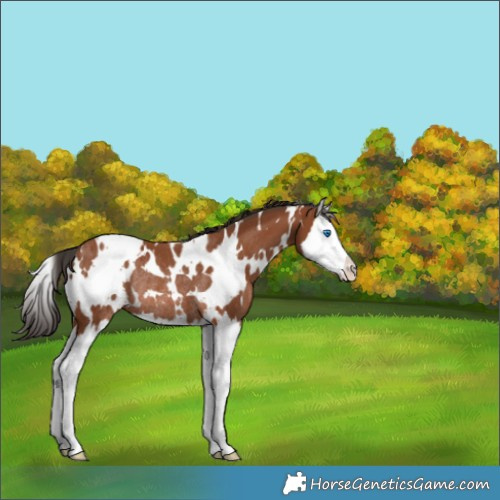 Horse Color:White Spotted Bay Splash Rabicano