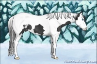 Horse Color:Black Splash Tobiano Appaloosa 