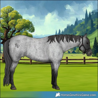 Horse Color:Blue Roan Appaloosa
