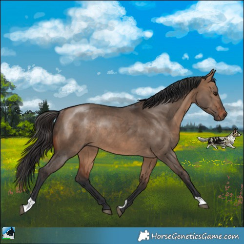 Horse Color:Bay Dun Rabicano