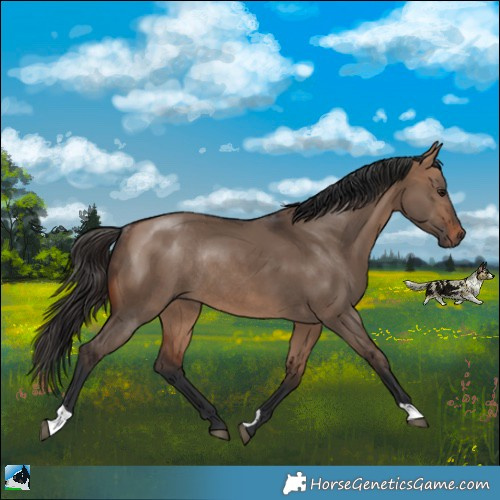 Horse Color:Bay Dun Rabicano 