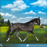Horse Color:Smoky Blue Onyx Ice