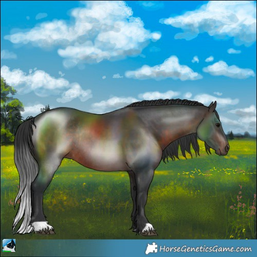Horse Color:Brown Rabicano