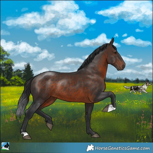 Horse Color:Brown Rabicano 