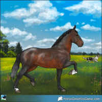 Horse Color:Brown Rabicano