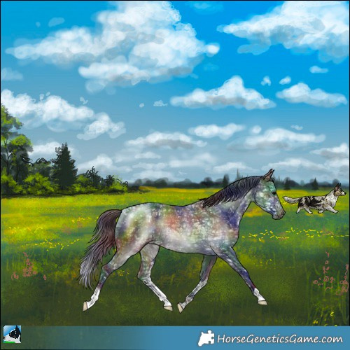 Horse Color:Nacre Brown Ice Rabicano 