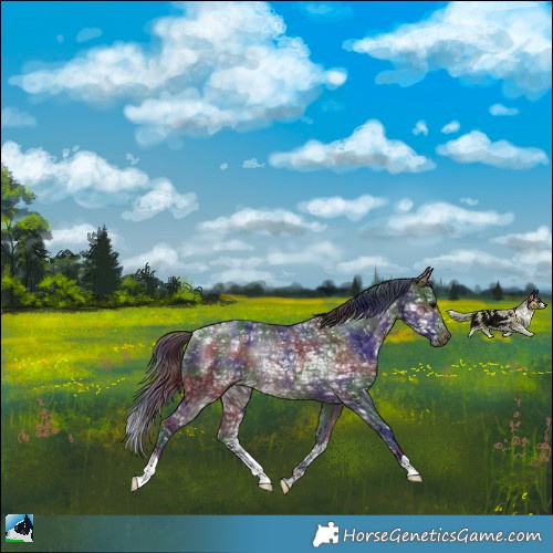 Horse Color:Nacre Brown Ice Rabicano 