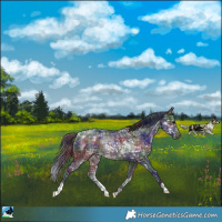 Horse Color:Nacre Brown Ice Rabicano 