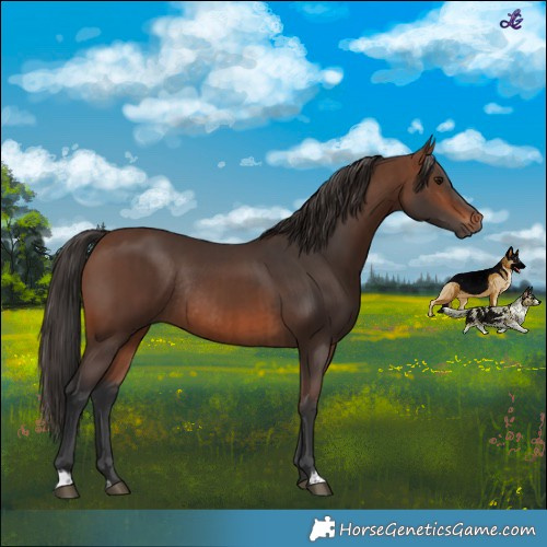 Horse Color:Brown Rabicano  and Brown Rabicano 