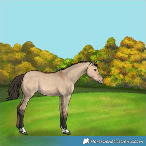 Horse Color:Bay Dun Rabicano 