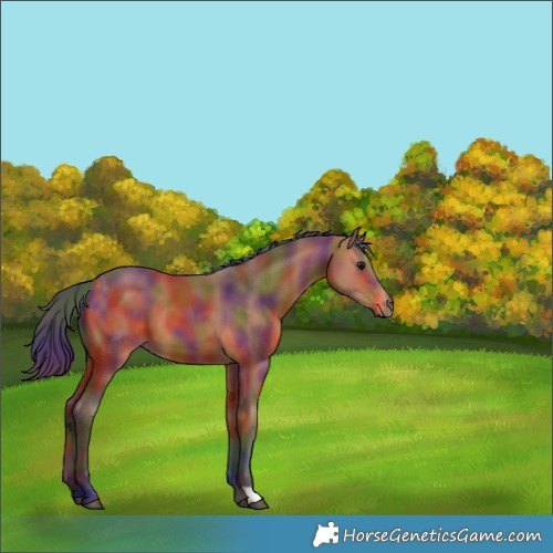 Horse Color:Nacre Bay 