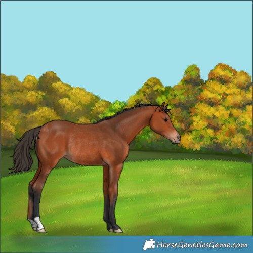 Horse Color:Bay Rabicano 