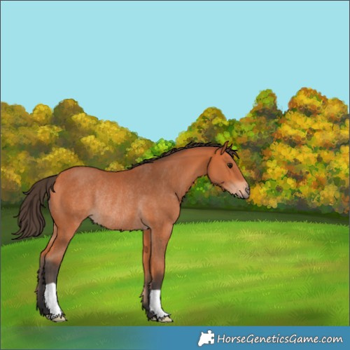 Horse Color:Bay Rabicano 