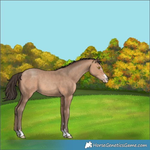 Horse Color:Amber Champagne 