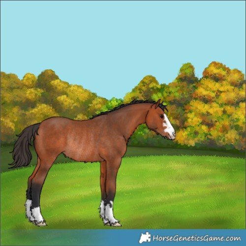 Horse Color:Bay Rabicano 