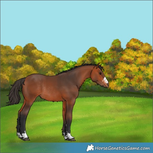 Horse Color:Bay Rabicano 