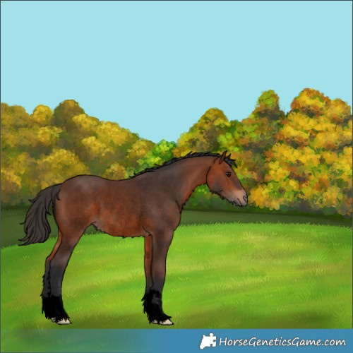 Horse Color:Void Bay Rabicano 