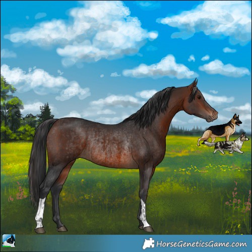 Horse Color:Brown Rabicano and Brown Rabicano