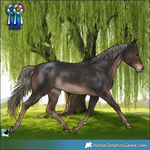 Horse Color:Liver Chestnut Mushroom Rabicano 