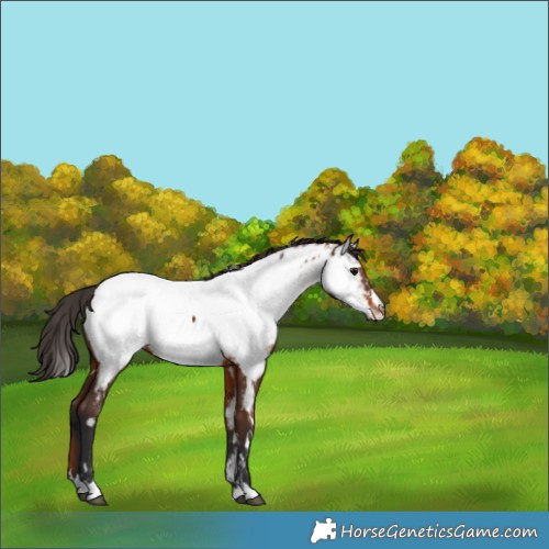 Horse Color:White Spotted Bay Appaloosa