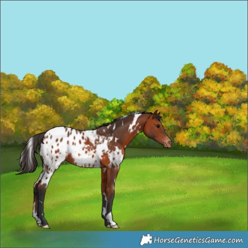 Horse Color:White Spotted Bay Appaloosa 