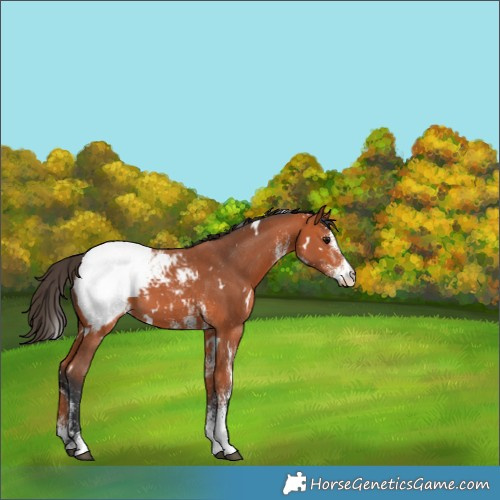 Horse Color:White Spotted Bay Appaloosa