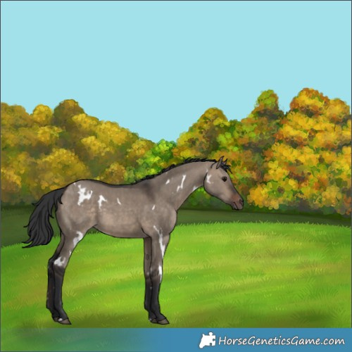 Horse Color:White Spotted Brown Dun 
