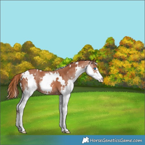 Horse Color:White Spotted Chestnut Splash 