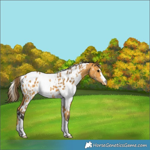 Horse Color:White Spotted Buckskin Appaloosa 