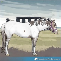 Horse Color:White Spotted Brown Dun Appaloosa 