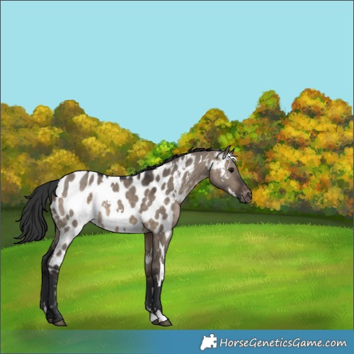 Horse Color:White Spotted Brown Dun Appaloosa 