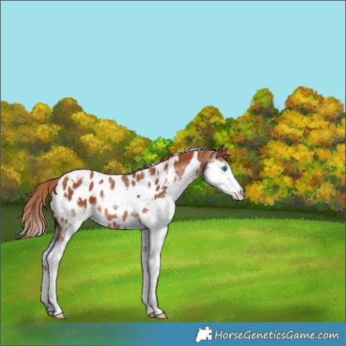 Horse Color:White Spotted Chestnut Splash Appaloosa 