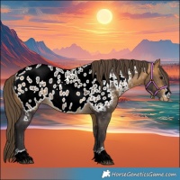 Horse Color:Buckskin Appaloosa 