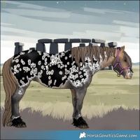 Horse Color:Buckskin Appaloosa 