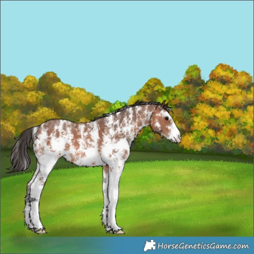 Horse Color:Bay Sabino 