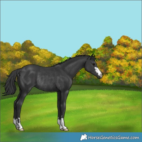 Horse Color:Black Rabicano 