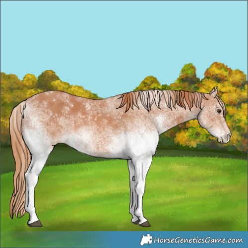 Horse Color:White Spotted Chestnut 