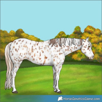 Horse Color:Palomino Appaloosa  and Chestnut Appaloosa 