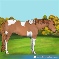 Horse Color:Chestnut Tobiano