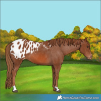 Horse Color:Chestnut Appaloosa 