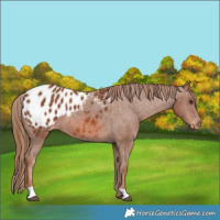 Horse Color:Chestnut Blanket 