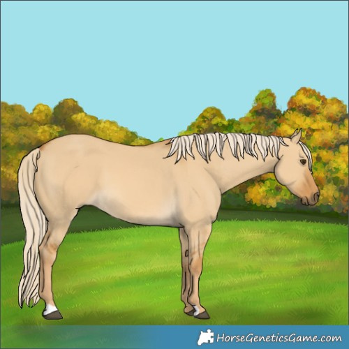 Horse Color:Palomino Dun 