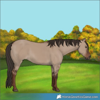 Horse Color:Liver Red Dun 