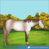 Horse Color:Gray Chestnut 